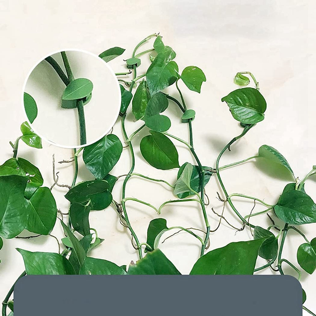 Wall Climbing Clip Plant Leaf Shaped-Pack of 10 (CL-99)