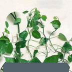 Wall Climbing Clip Plant Leaf Shaped-Pack of 10 (CL-99)